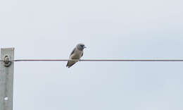 Image of Ashy Wood Swallow