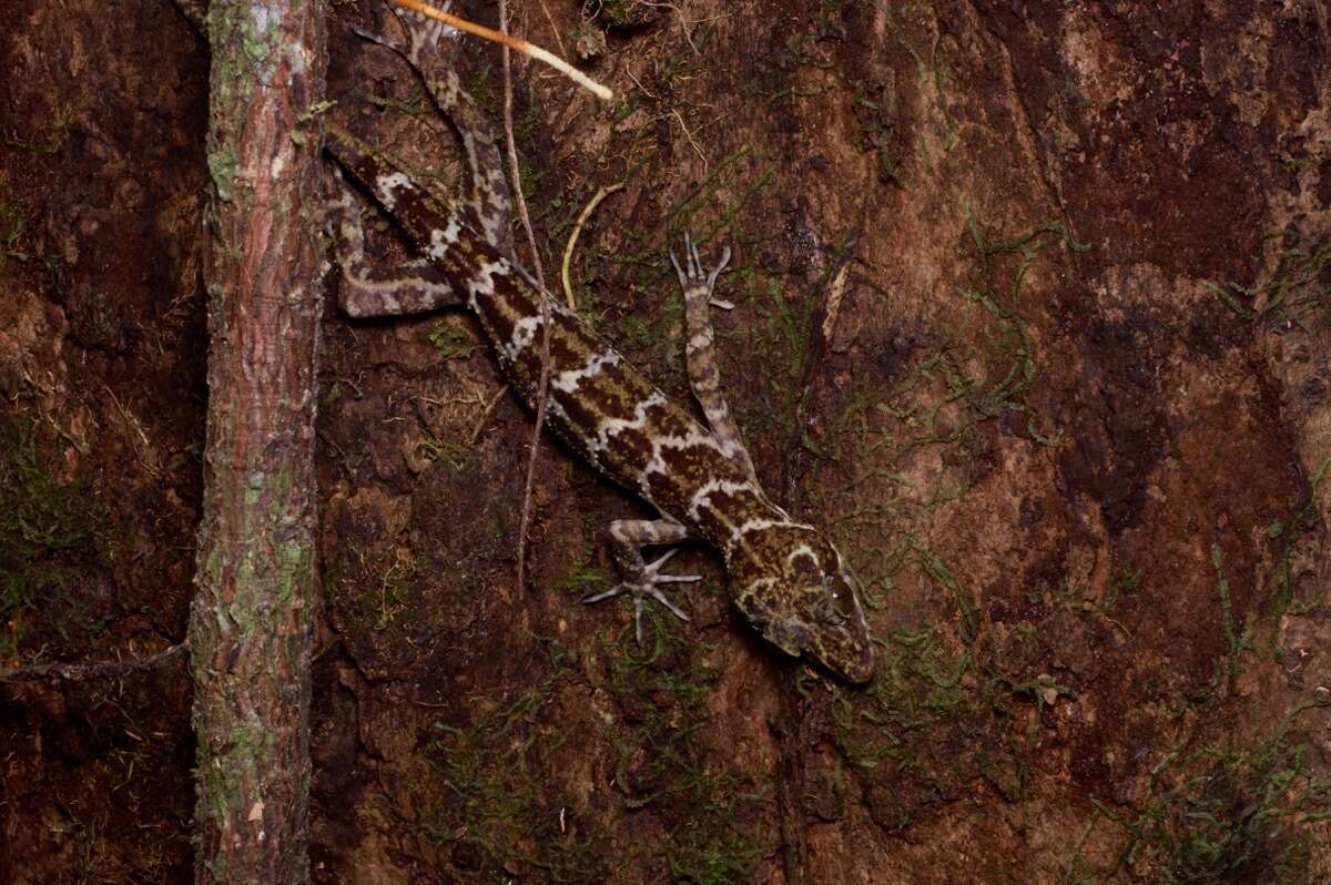 Image of Banded Forest Gecko