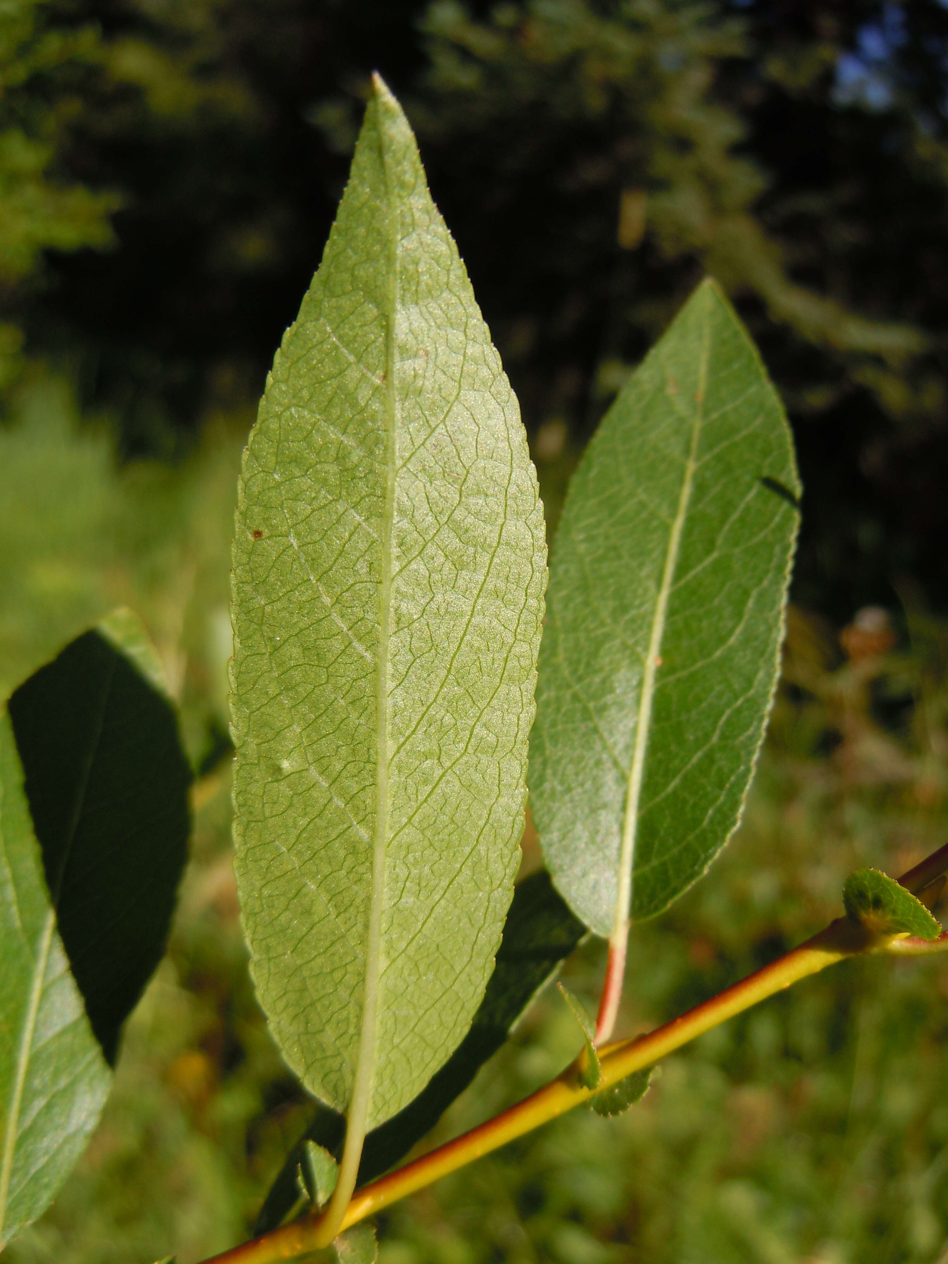 Salix boothii Dorn resmi