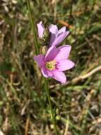 Image of Ixia orientalis L. Bolus