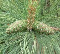 Image of ponderosa pine