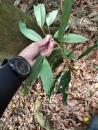 Image de Daphniphyllum pentandrum Hayata