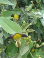 Image de Aristolochia birostris Duch.