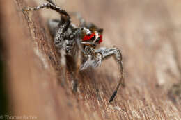 Image of Habronattus sansoni (Emerton 1915)