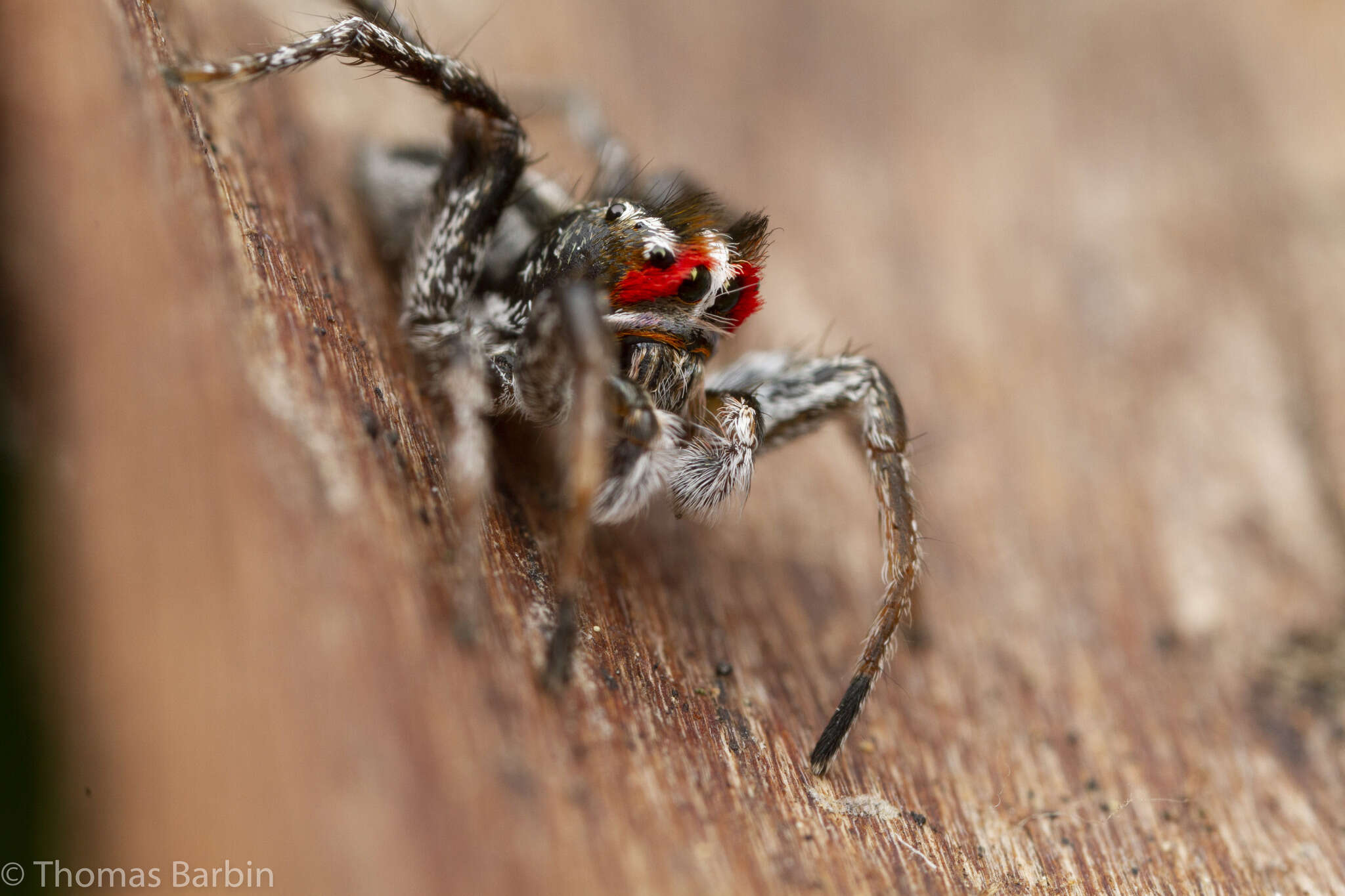 Image of Habronattus sansoni (Emerton 1915)