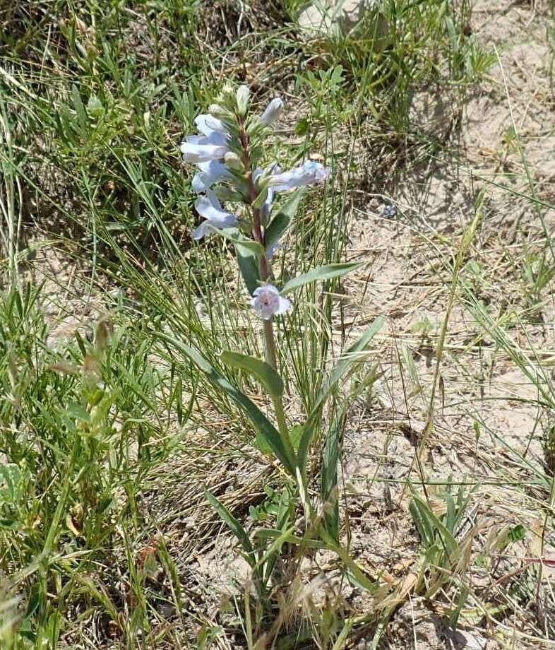 Image of broadbeard beardtongue