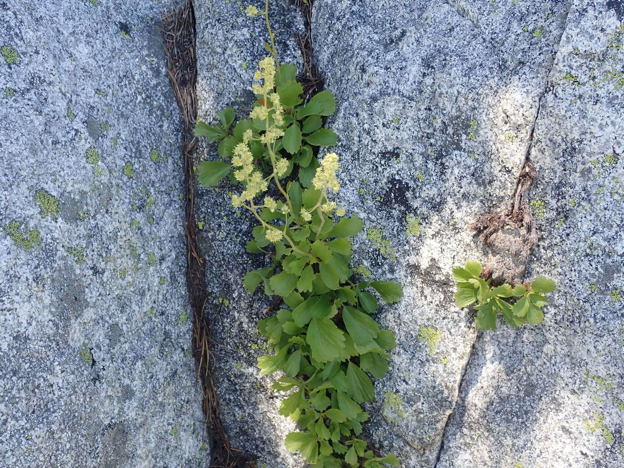 Image of strawberry saxifrage