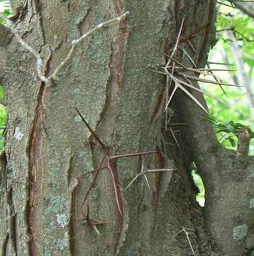 Image of Honey Locust