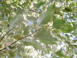 Image of narrowleaf cottonwood