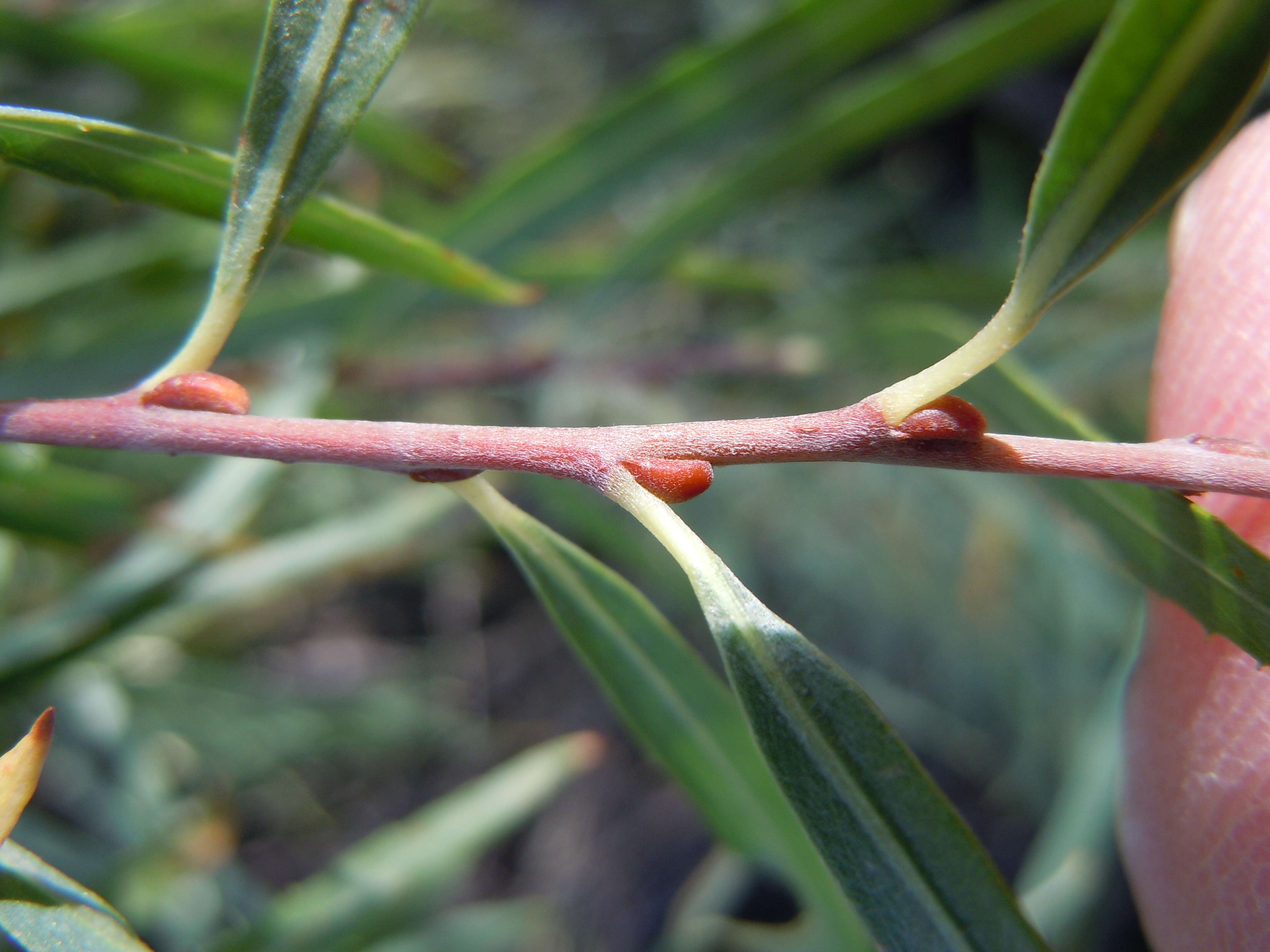 Image of narrowleaf willow