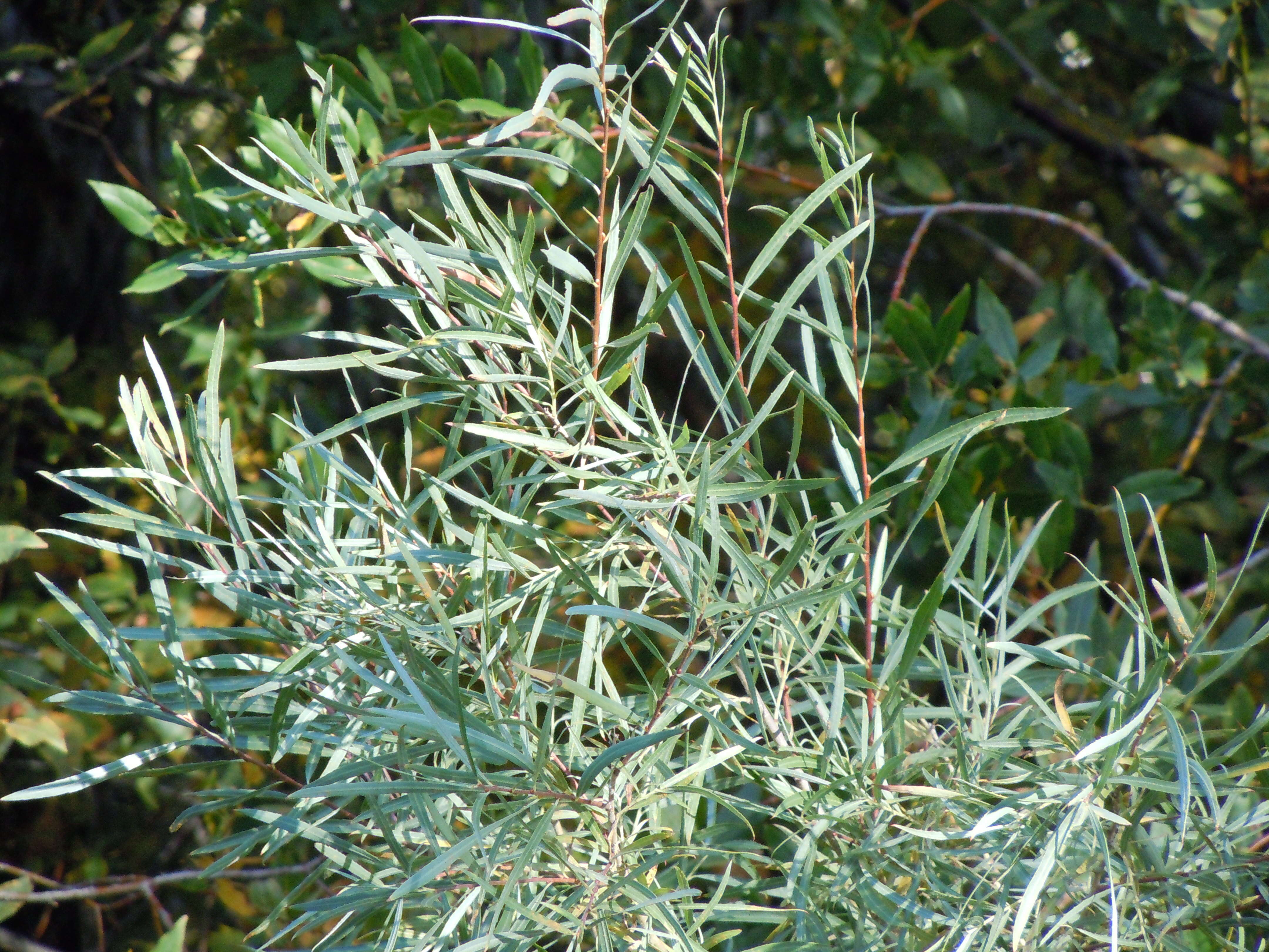 Image of narrowleaf willow