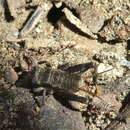 Image of Lone-chirp Field Cricket