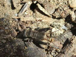 Image of Lone-chirp Field Cricket