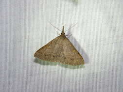 Image of Discolored Renia Moth