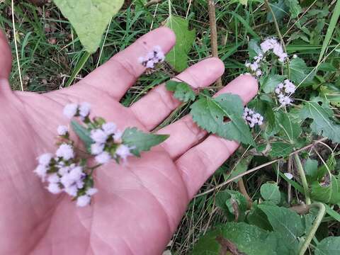 Fleischmannia porphyranthema (A. Gray) R. King & H. Rob. resmi