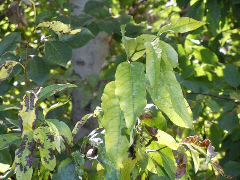 Image of narrowleaf cottonwood