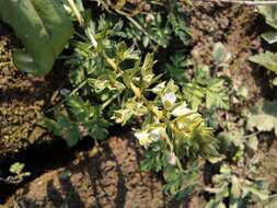 Image of undulate speedwell