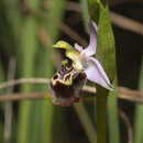 Ophrys fuciflora subsp. candica E. Nelson ex Soó resmi