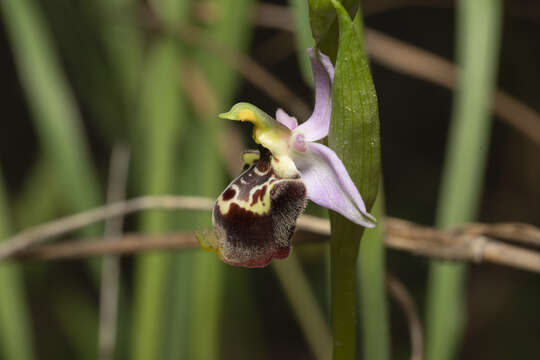 Image of Ophrys fuciflora subsp. candica E. Nelson ex Soó