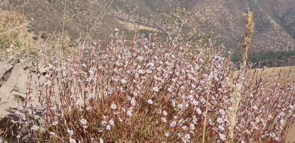 Imagem de Acantholimon acerosum (Willd.) Boiss.