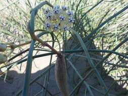 Image of Asclepias subaphylla R. E. Woodson