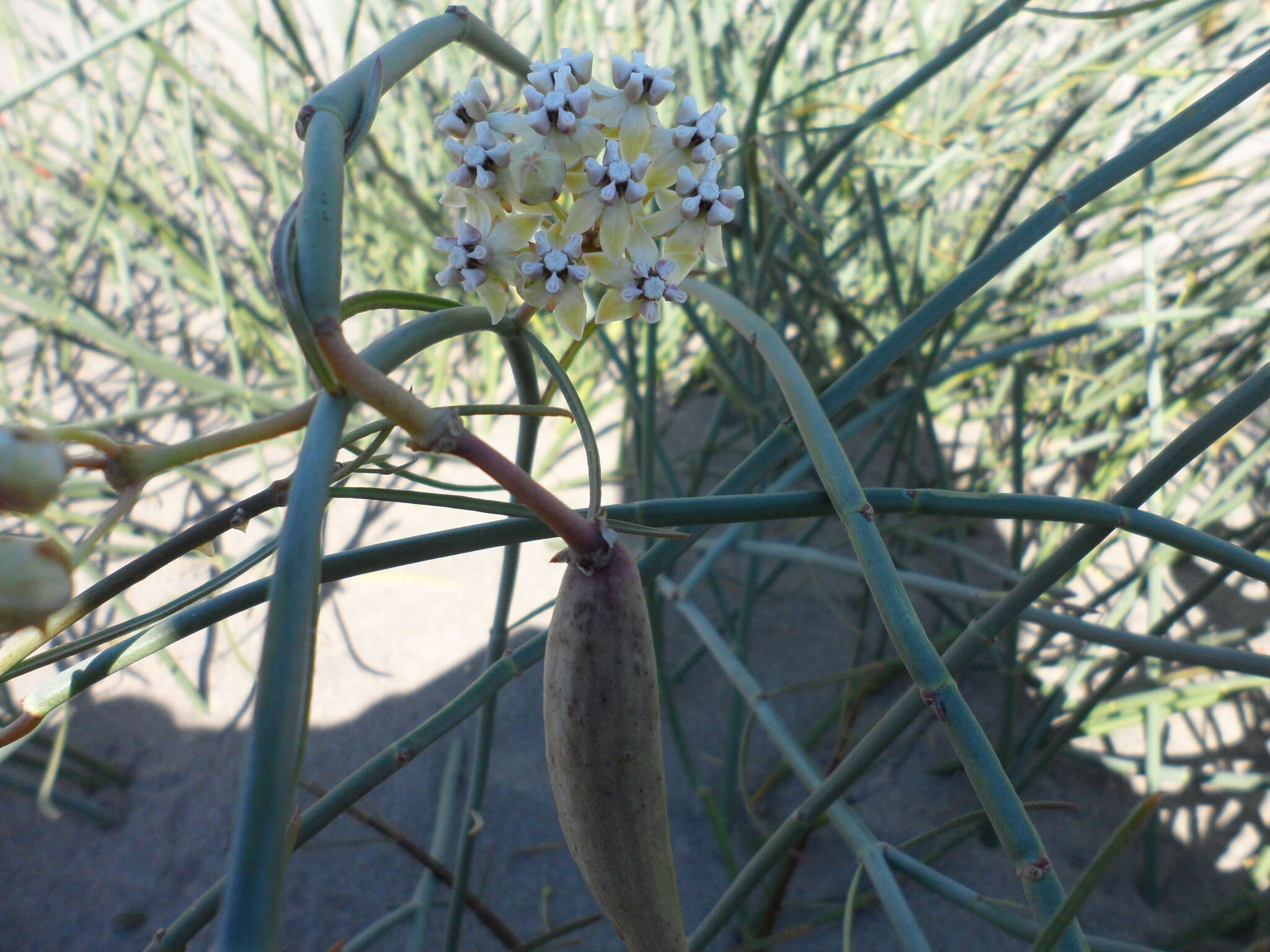 صورة Asclepias subaphylla R. E. Woodson