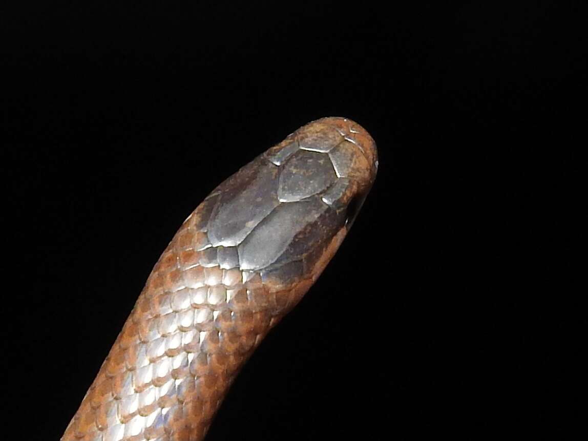 Image of Mexican Blackhead Snake