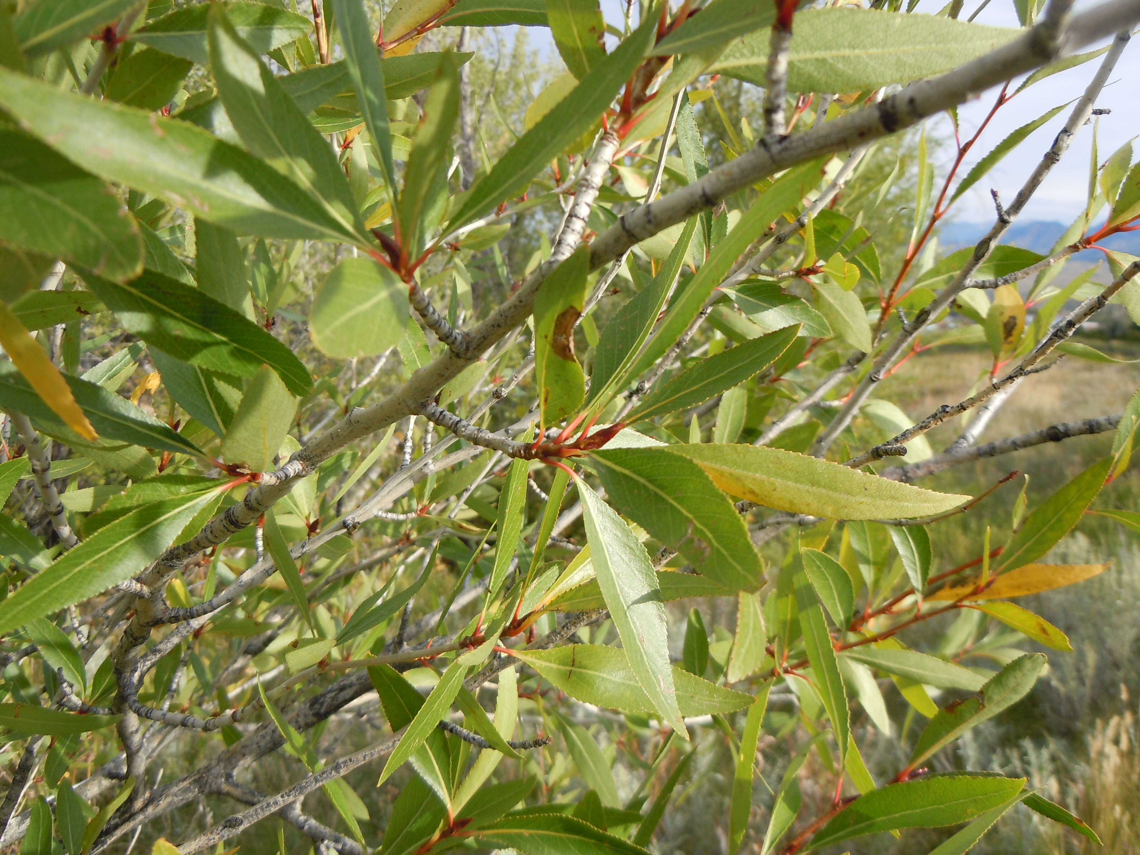 Image of narrowleaf cottonwood