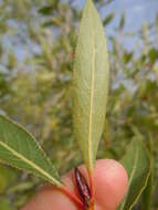 Image of narrowleaf cottonwood