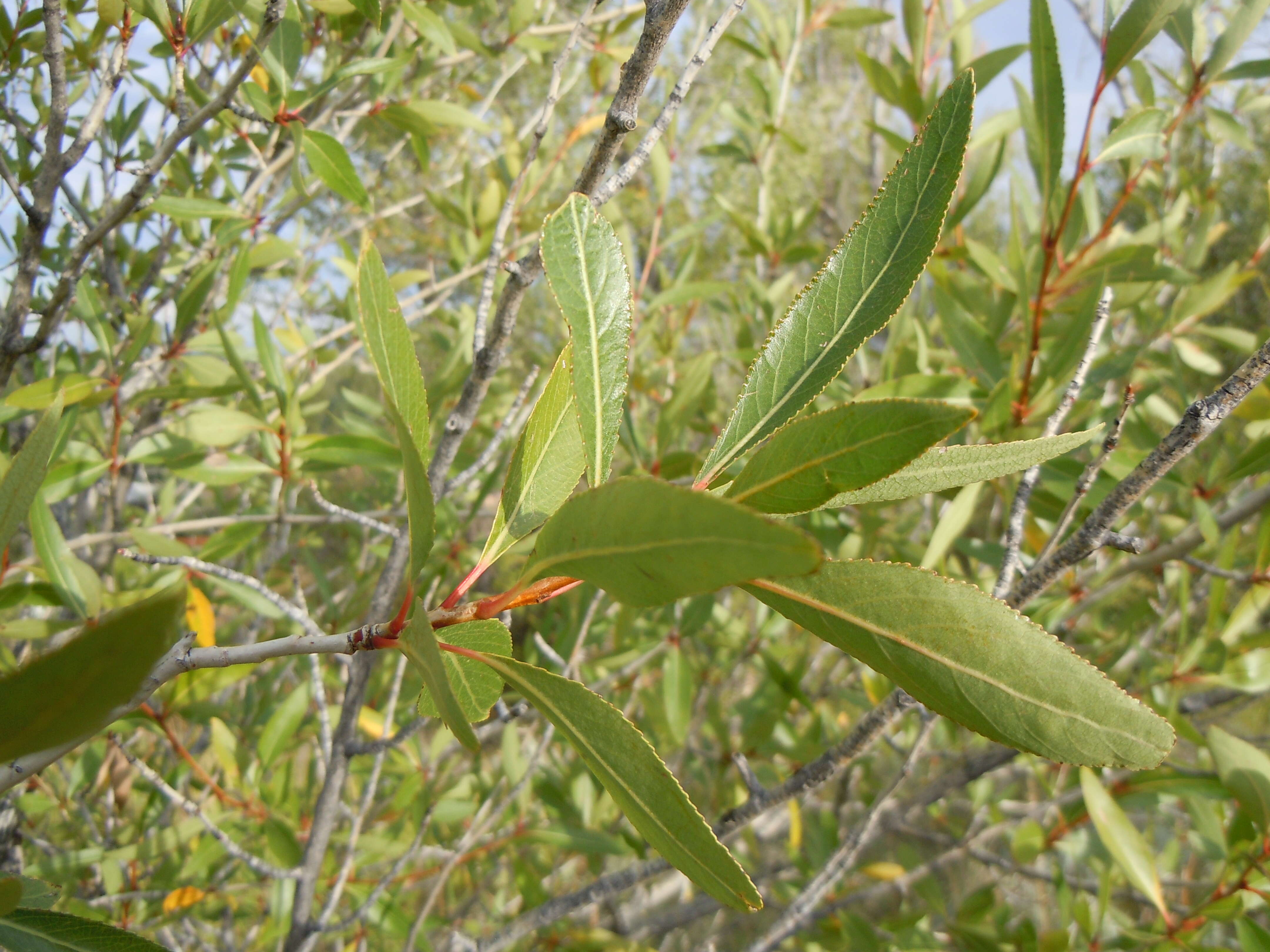 Image of narrowleaf cottonwood