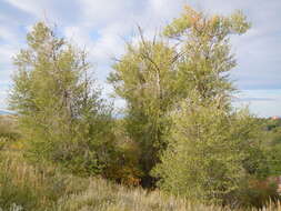 Image of narrowleaf cottonwood