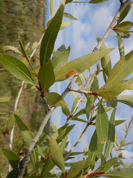 Image of narrowleaf cottonwood