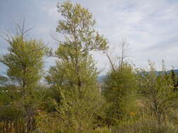 Image of narrowleaf cottonwood