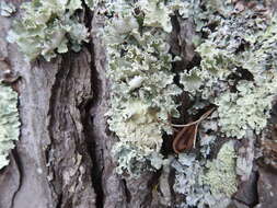 Image of parmotrema lichen