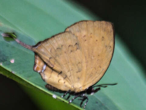 Image of Yasoda tripunctata atrinotata Fruhstorfer 1912