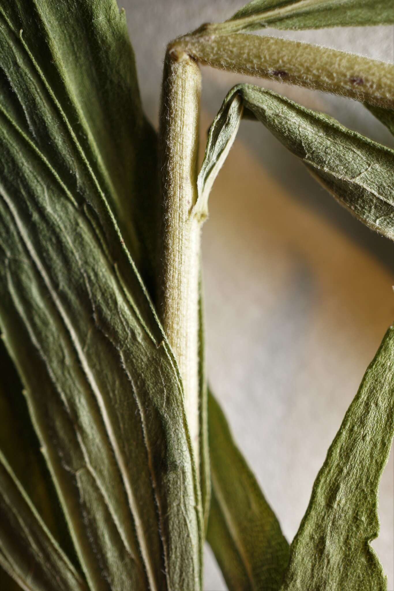 Image de <i>Solidago <i>canadensis</i></i> var. canadensis