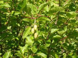 Imagem de Alnus alnobetula (Ehrh.) K. Koch