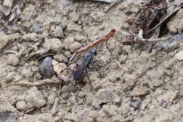 Image of Crabronid wasp