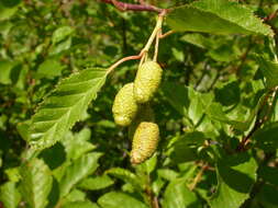 Imagem de Alnus alnobetula (Ehrh.) K. Koch