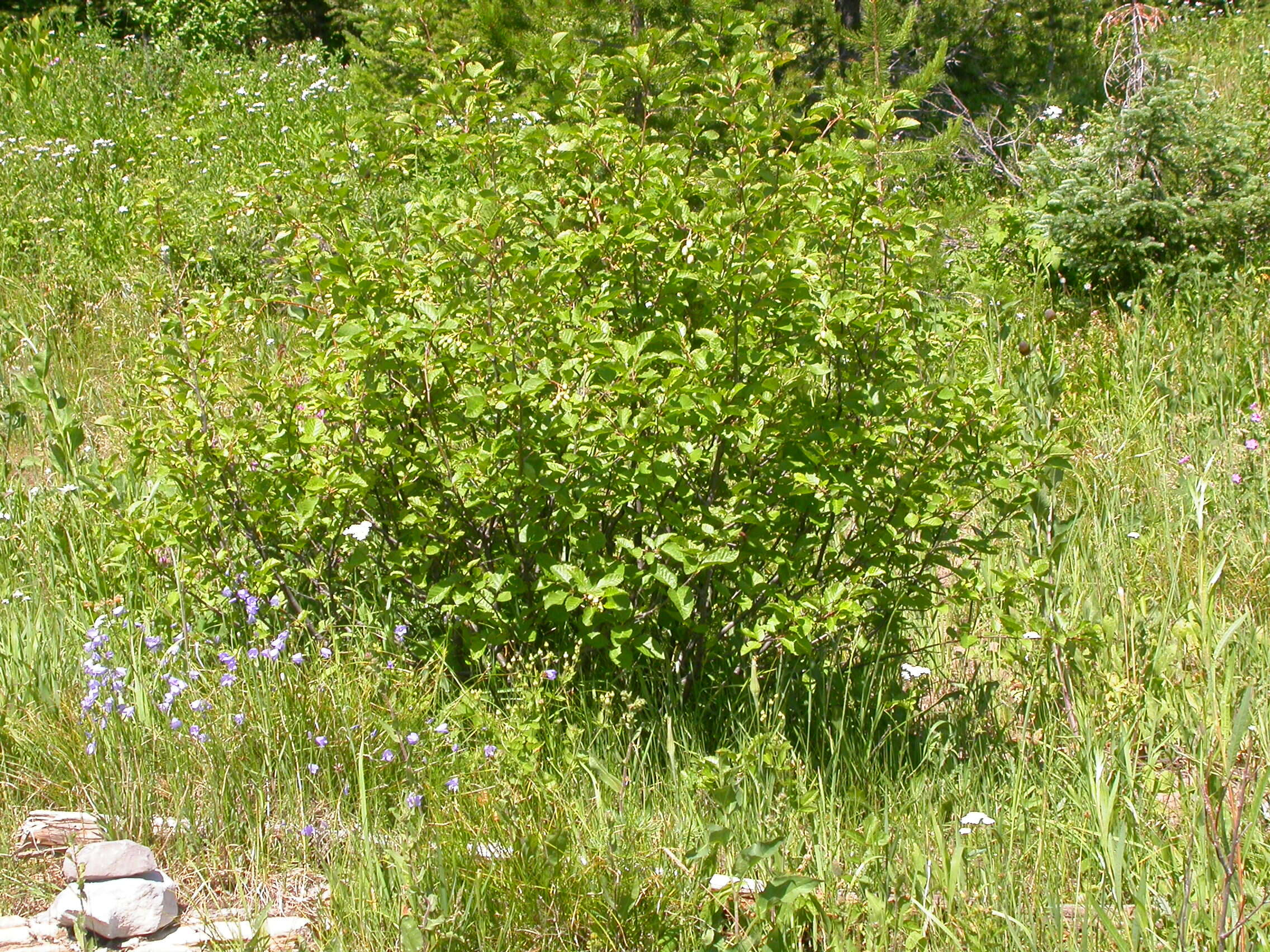 Imagem de Alnus alnobetula (Ehrh.) K. Koch