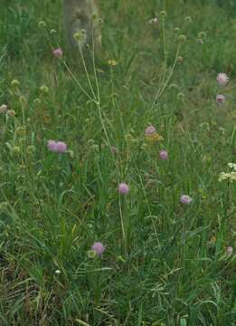 Слика од Knautia arvensis (L.) Coulter