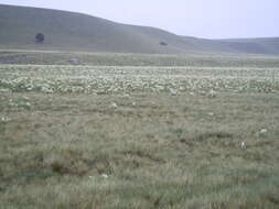 Image of white locoweed