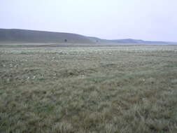 Image of white locoweed