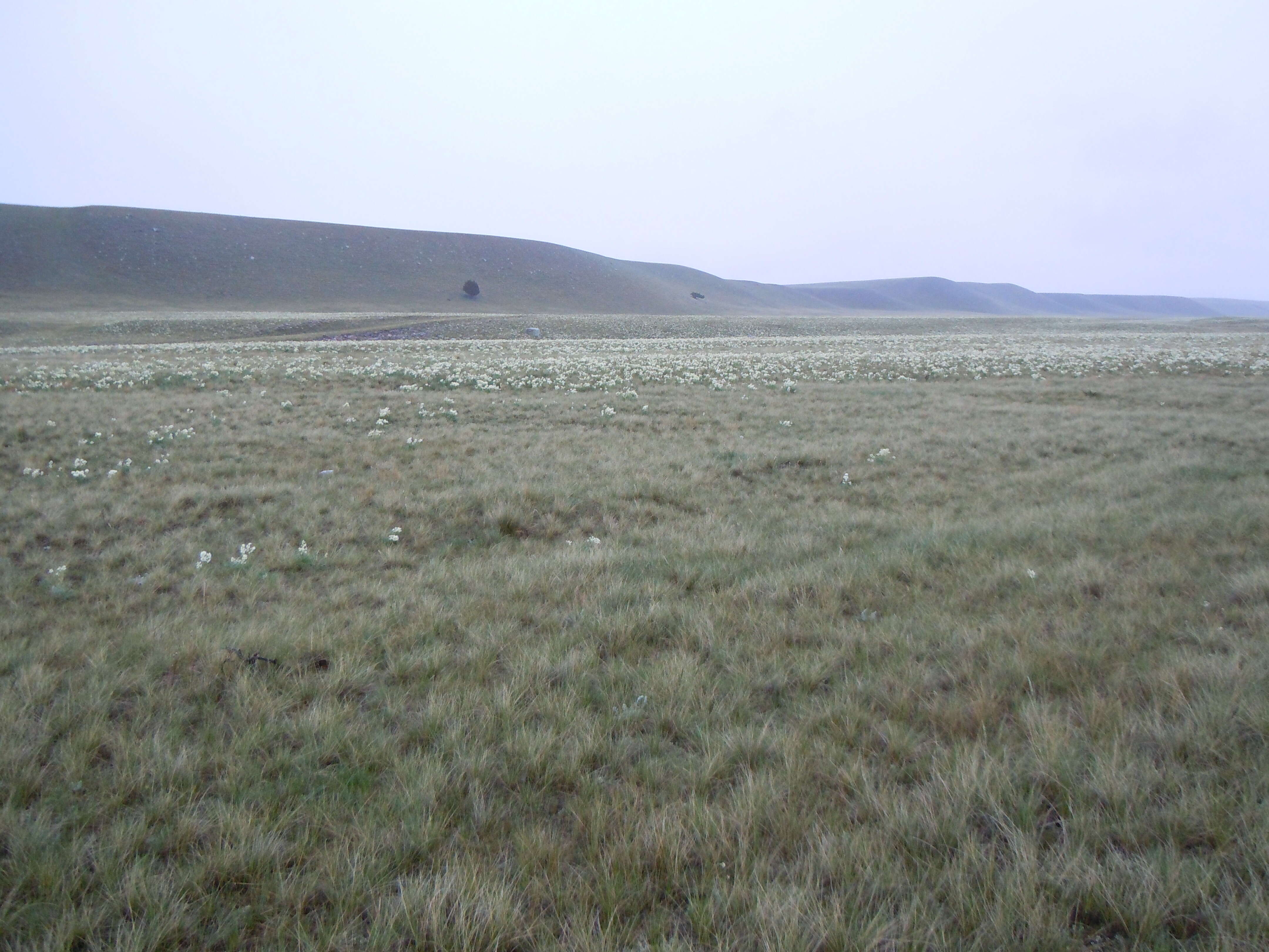 Image of white locoweed