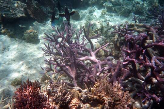 Image of Small base staghorn coral