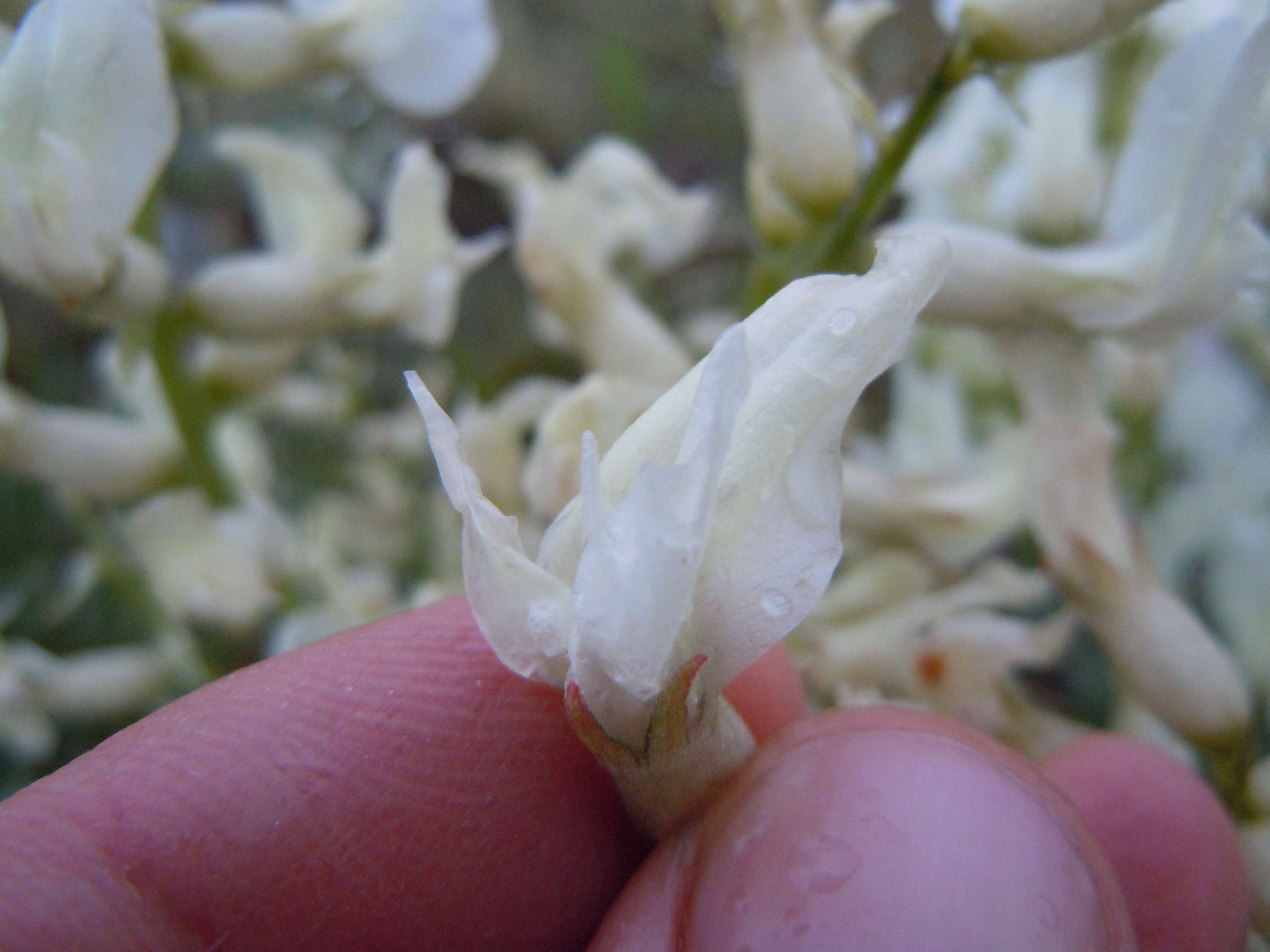 Image of white locoweed