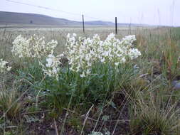 Image of white locoweed