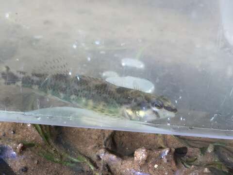 Image of Brighteye darter