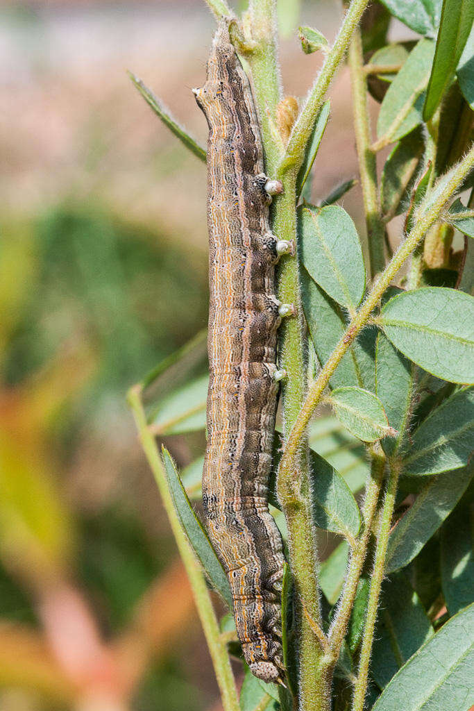 Image of Achaea indeterminata (Walker 1865)