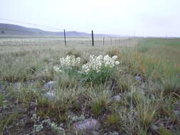 Image of white locoweed